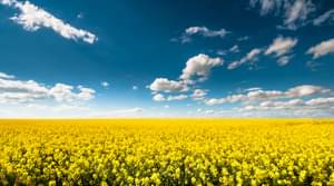 Rapeseed field with cloudy sky