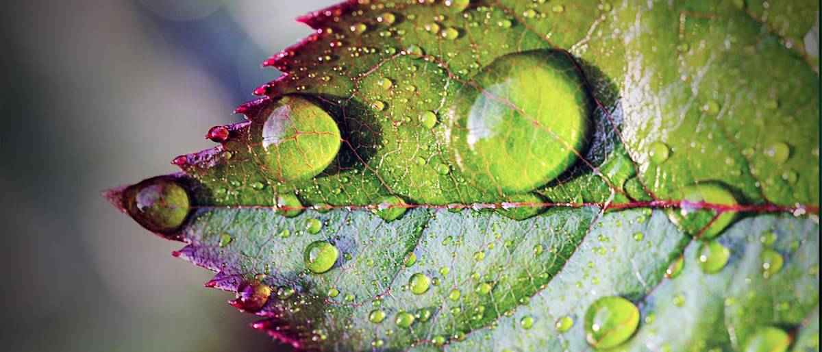Water drops on leaf, close-up