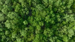 Aerial top view of mangrove forest. Drone view of dense green mangrove trees captures CO2. Green trees background for carbon neutrality and net zero emissions concept. Sustainable green environment.